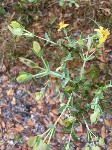 Hypericum tetrapetalum (fourpetal St. Johnswort) (alternate view 5)