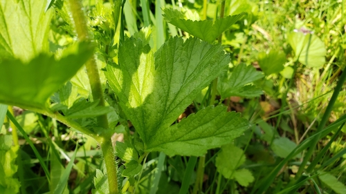 Geum macrophyllum (large-leaved avens)