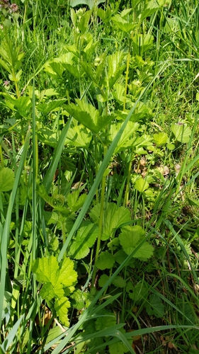 Geum macrophyllum (large-leaved avens)