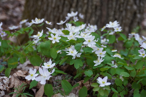 Thalictrum thalictroides (rue anemone)