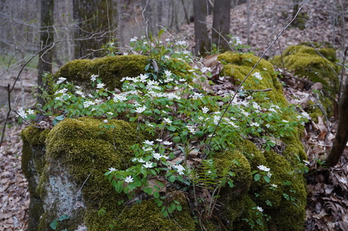 Thalictrum thalictroides (rue anemone)