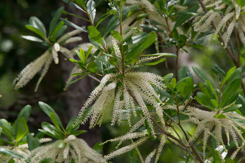 Cyrilla racemiflora (Swamp titi) (alternate view 3)