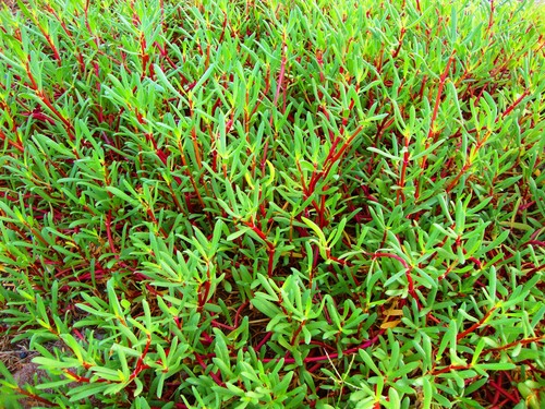 Sesuvium portulacastrum (sea purslane) (alternate view 5)