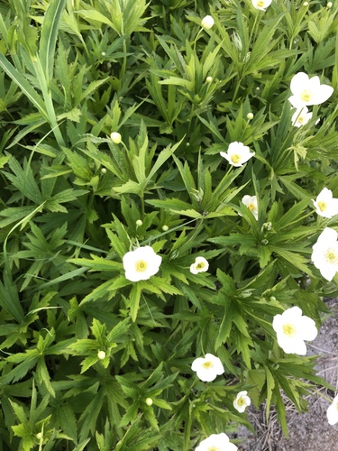 Anemonastrum canadense (Canada anemone)