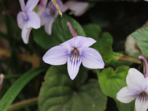 Viola rostrata (Long-spurred violet) (alternate view 2)