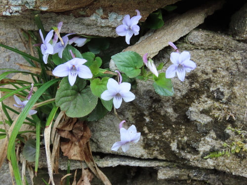Viola rostrata (Long-spurred violet) (alternate view 3)