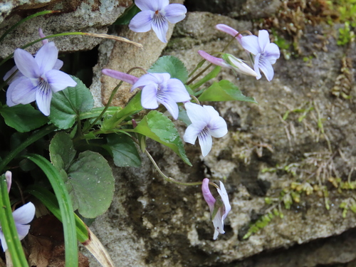 Viola rostrata (Long-spurred violet)