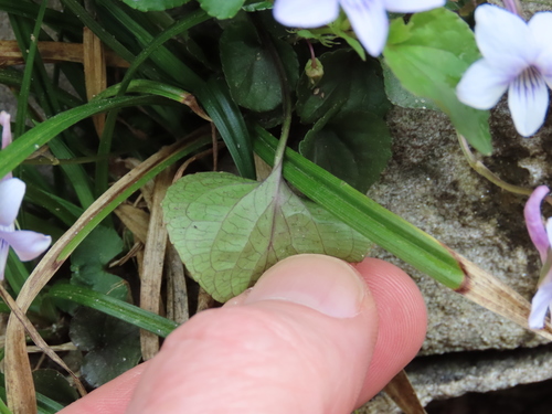Viola rostrata (Long-spurred violet) (alternate view 4)