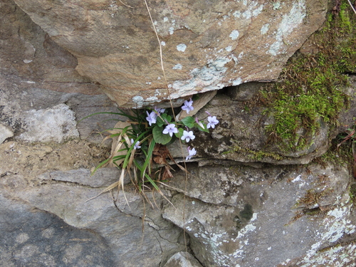 Viola rostrata (Long-spurred violet) (alternate view 5)