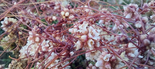 Cuscuta epithymum (Clover Dodder)