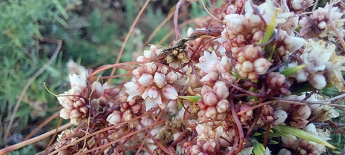 Cuscuta epithymum (Clover Dodder)