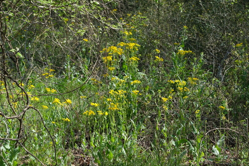 Senecio ampullaceus (Texas ragwort) (alternate view 5)