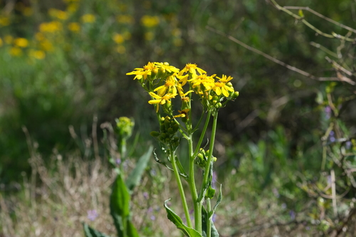 Senecio ampullaceus (Texas ragwort) (alternate view 4)
