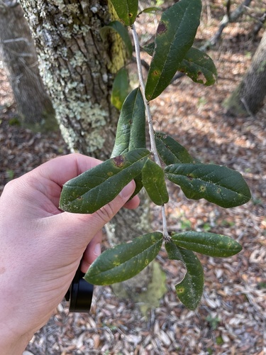 Quercus geminata (sand live oak)