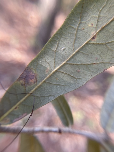 Quercus geminata (sand live oak) (alternate view 2)