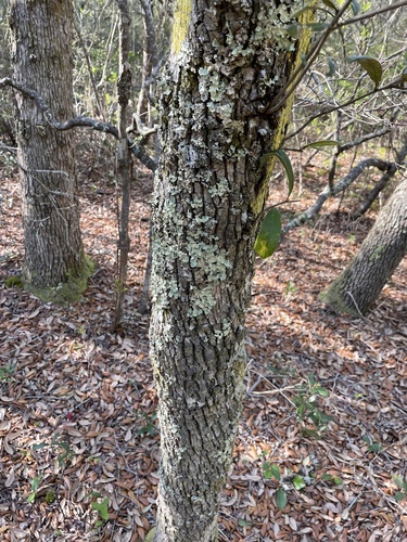 Quercus geminata (sand live oak) (alternate view 3)