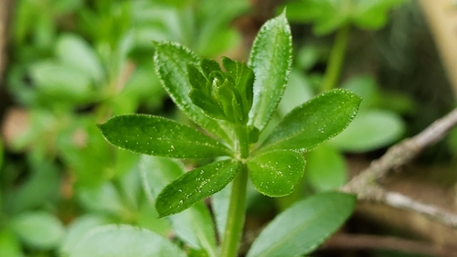 Galium triflorum (fragrant bedstraw)