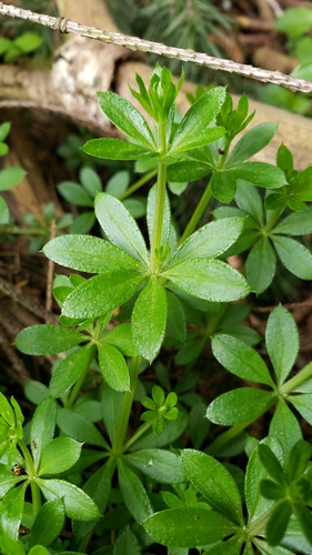 Galium triflorum (fragrant bedstraw)