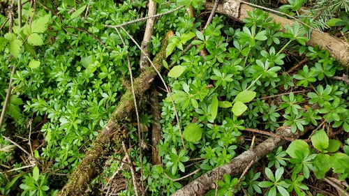 Galium triflorum (fragrant bedstraw)