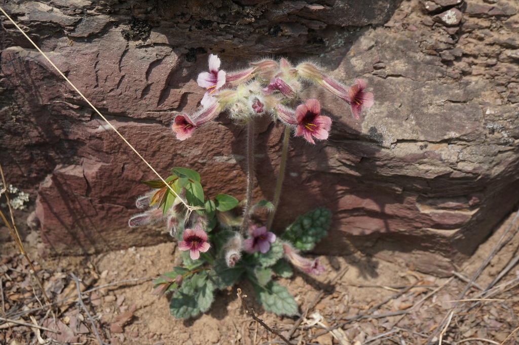 Rehmannia glutinosa, Chinese foxglove — clumping deciduous (Orobanchaceae) (image 4 of 10)