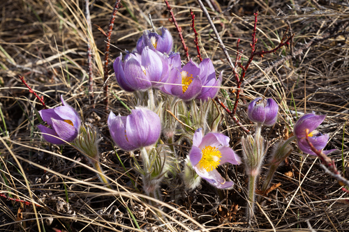 Pulsatilla nuttalliana (prairie pasqueflower)