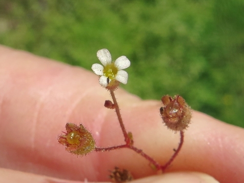 Saxifraga tridactylites (Rue-leaved Saxifrage)