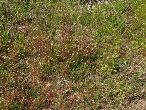 Saxifraga tridactylites (Rue-leaved Saxifrage)