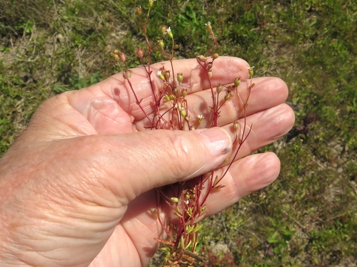 Saxifraga tridactylites (Rue-leaved Saxifrage)