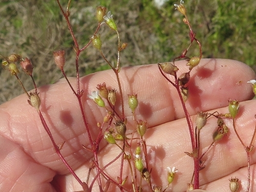 Saxifraga tridactylites (Rue-leaved Saxifrage)