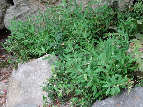 Shibataea kumasasa (Ruscus-leaved Bamboo)