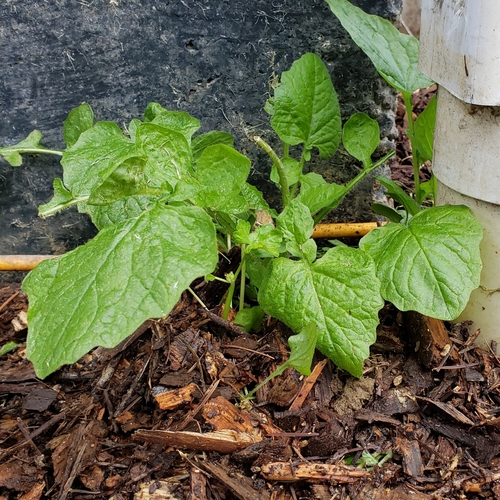 Lapsana communis (nipplewort)