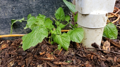 Lapsana communis (nipplewort)