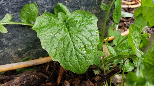 Lapsana communis (nipplewort)