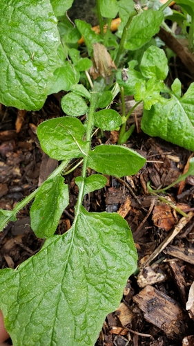 Lapsana communis (nipplewort)