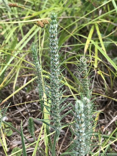 Plantago aristata (bracted plantain) (alternate view 2)