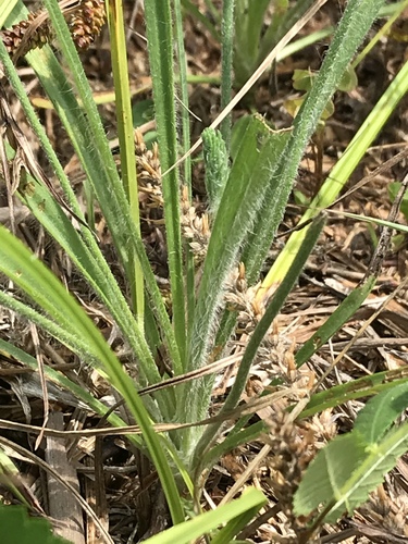 Plantago aristata (bracted plantain) (alternate view 3)