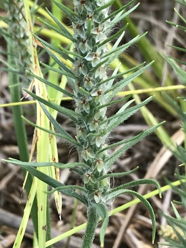 Plantago aristata (bracted plantain)