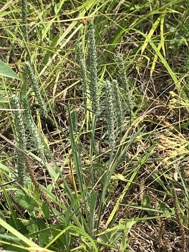 Plantago aristata (bracted plantain) (alternate view 4)
