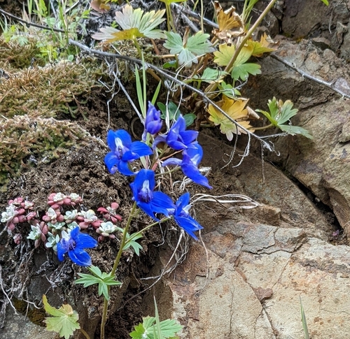 Delphinium menziesii (Menzies' Larkspur) (alternate view 2)