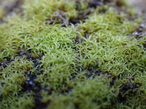 Vinealobryum insulanum (Cylindric Beard-moss)