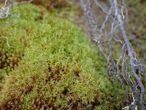 Vinealobryum insulanum (Cylindric Beard-moss)