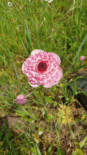 Ranunculus asiaticus (Persian Buttercup)