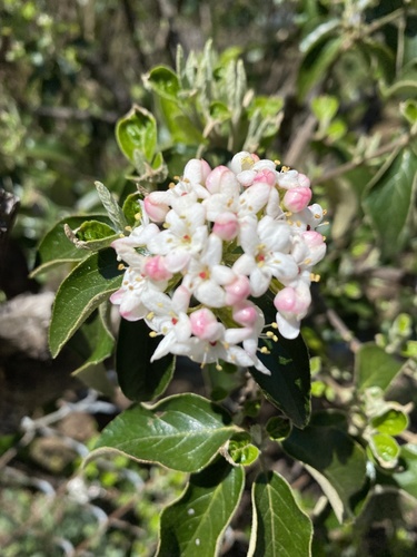 Viburnum × burkwoodii (Burkwood viburnum)