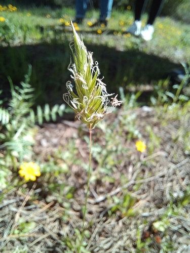Anthoxanthum odoratum (sweet vernal grass)