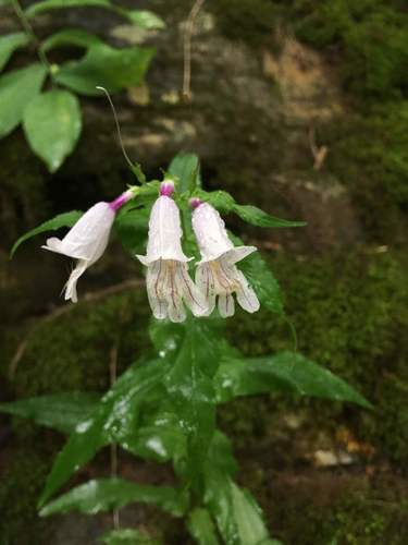 Penstemon smallii (Smalls Beardtongue)