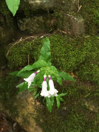 Penstemon smallii (Smalls Beardtongue)