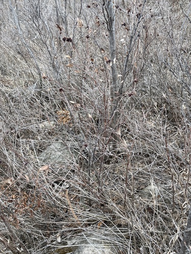 Symphoricarpos occidentalis (Western Snowberry) (alternate view 5)