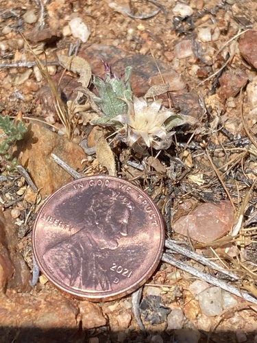 Centaurea melitensis (Maltese star-thistle) (alternate view 2)