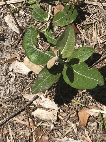 Pterocaulon pycnostachyum (blackroot) (alternate view 5)