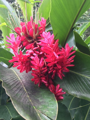 Alpinia purpurata (Red Ginger) (alternate view 2)